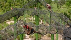 Survivor Epizóda 14