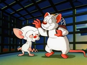 Pinky and the Brain Epizóda 19