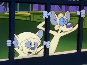 Pinky and the Brain Epizóda 11