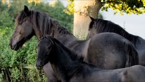 Free Rein Epizóda 5