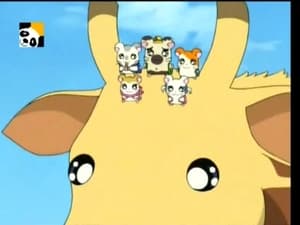 Hamtaro Epizóda 67
