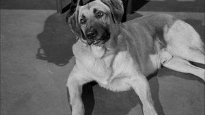 Perry Mason Epizóda 20