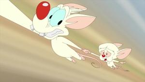 Animaniacs Epizóda 21