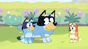 Bluey Ovčiačik