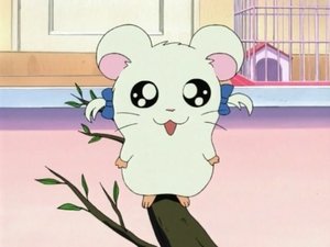 Hamtaro Epizóda 4
