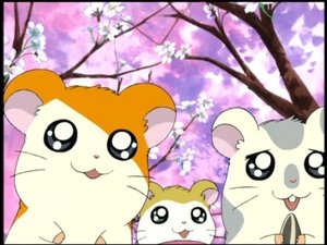 Hamtaro Epizóda 40