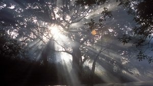 Nature Epizóda 11