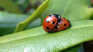 Nature Epizóda 17