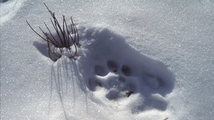 Nature Epizóda 5