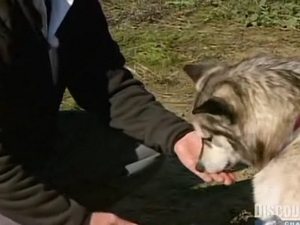 Ničitelia mýtov Epizóda 5