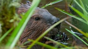 Nature Epizóda 18